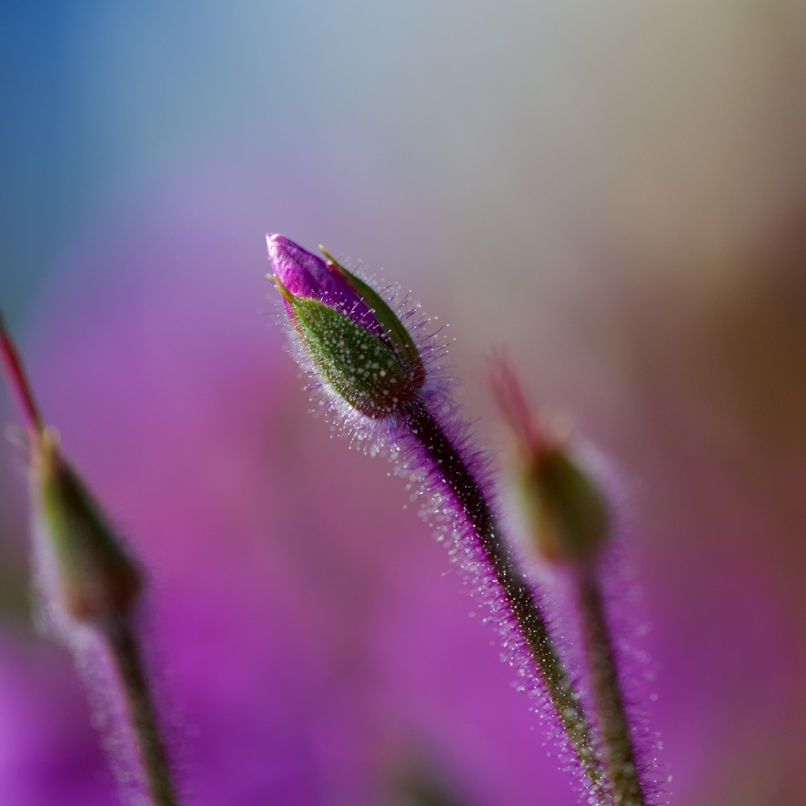 Emerging Blossom